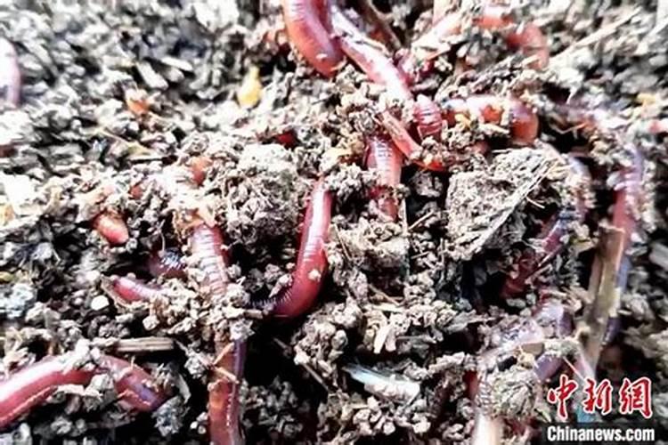 颗粒水溶肥为什么火了