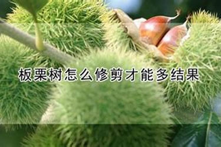 板栗栽培板栗园土壤怎么叶面喷肥？