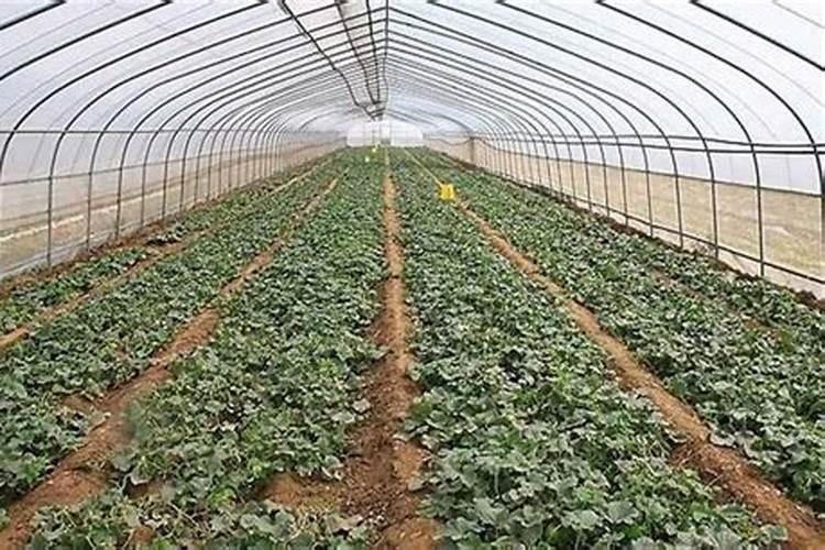 目前市面上大量元素水溶肥质量参差不齐,价格差别较大,主要原因有哪些...