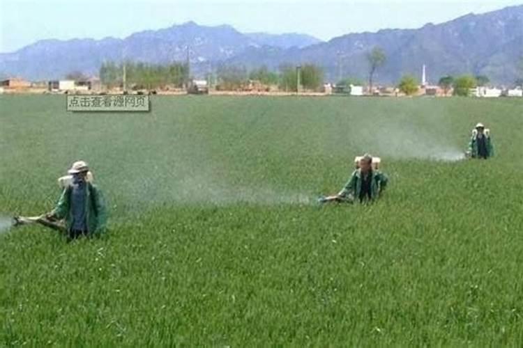 兰花喷施叶面肥有哪些禁忌