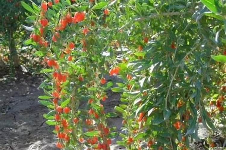 ﻿药用植物叶面追肥技巧