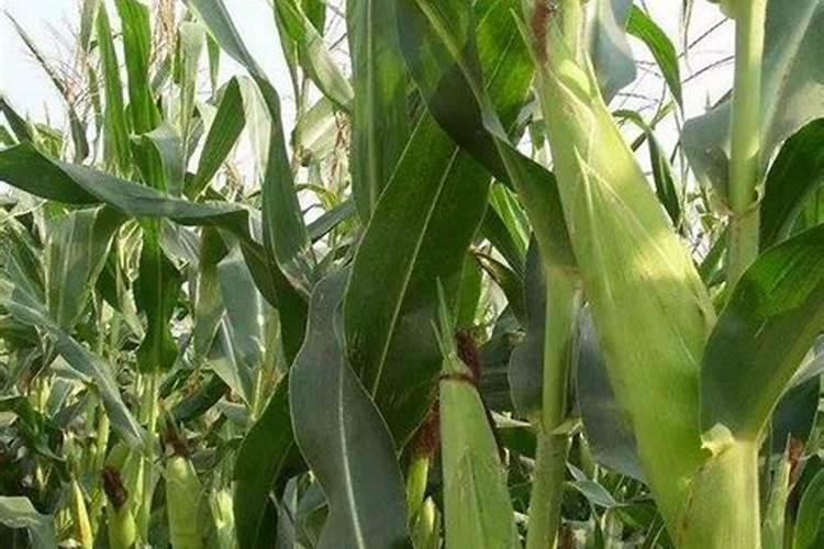 韭菜根什么时候移栽比较好