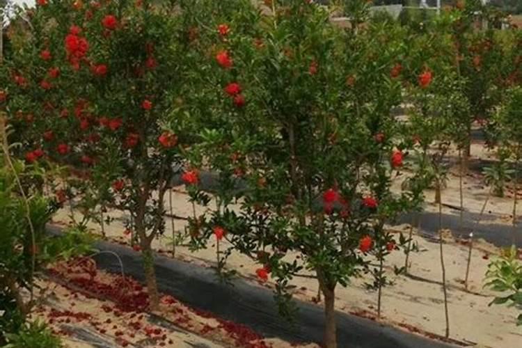 请问,石榴在入冬前最后一次施肥在什么时候最好？