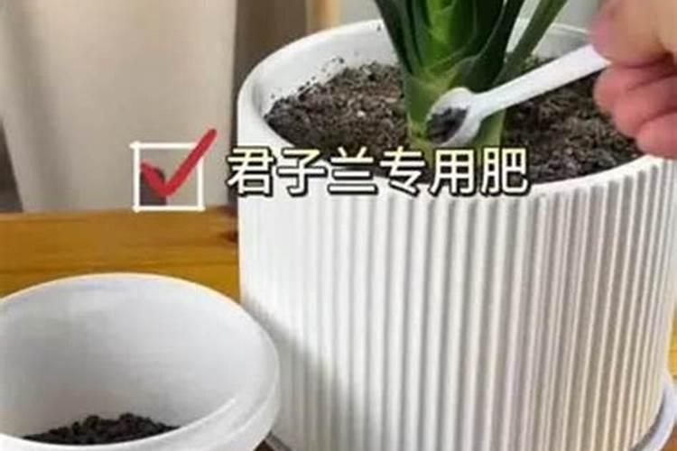 君子兰营养液还可以浇什么花