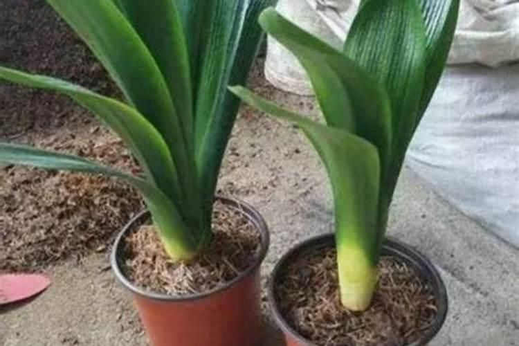 君子兰营养液能浇墨兰吗