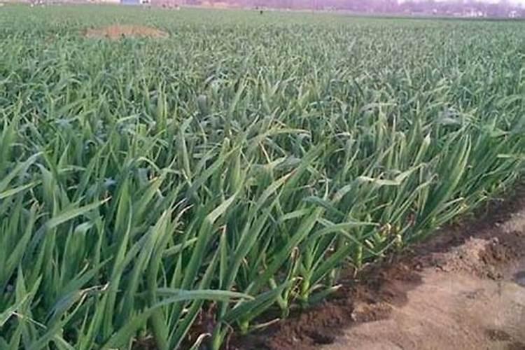 槟榔叶子变黄是什么原因造成的