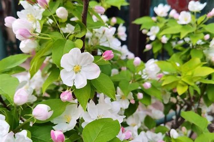 我在四月份栽的小苹果树苗,一般过长时间开始施肥,施什么肥料