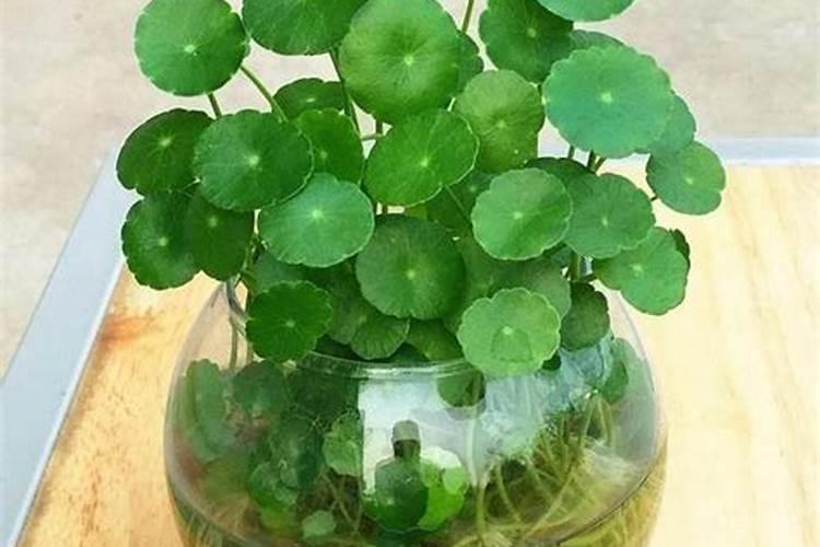 水溶肥是一种新型的肥料,这种肥料比较适合什么农作物？