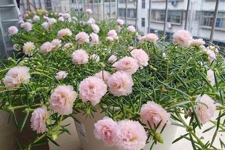 水稻浸种多长时间合适？