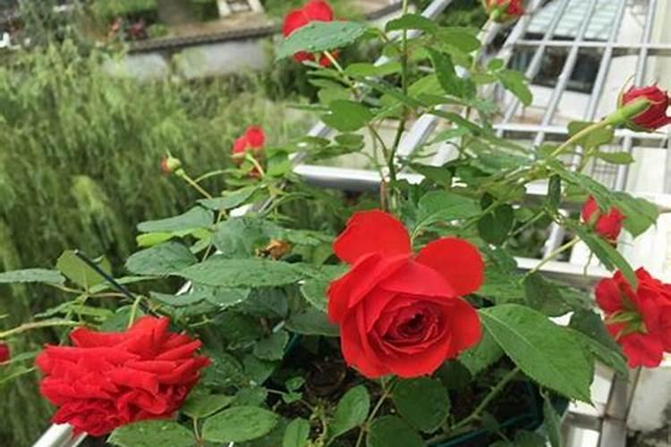 水稻破口期能用磷酸二氢钾喷施吗？