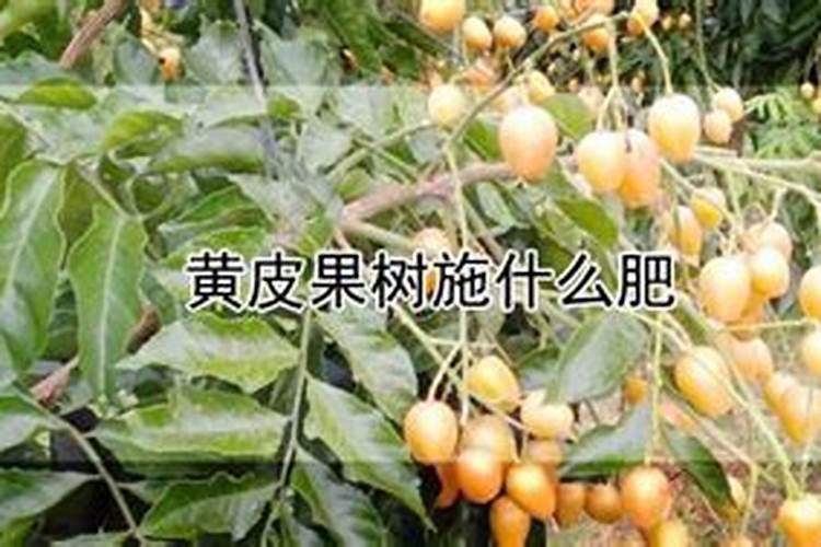 黄皮果开花施什么肥,怎么施肥
