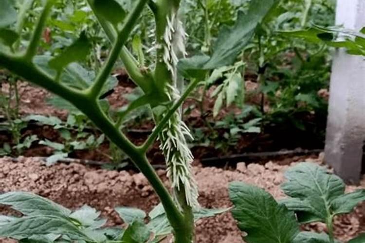 盆栽西红柿的养殖方法和注意事项