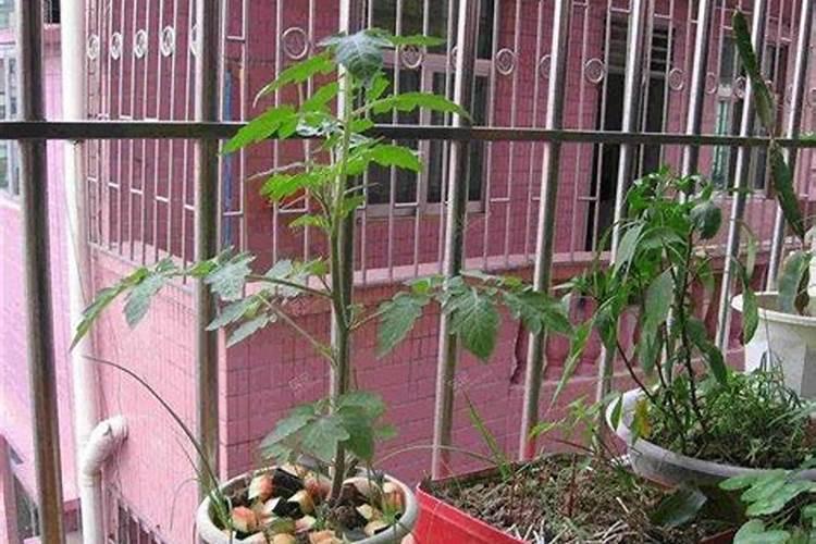 西红柿种植方法及注意事项