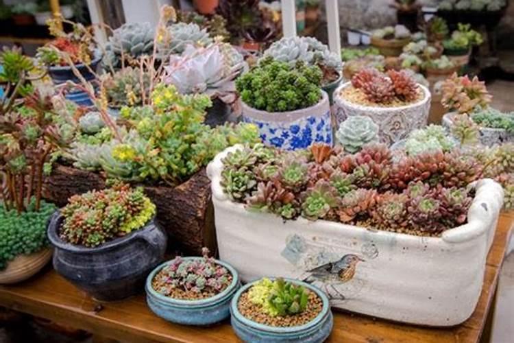 蔷薇花什么时候施肥