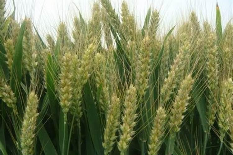 小麦灌浆期需要什么肥