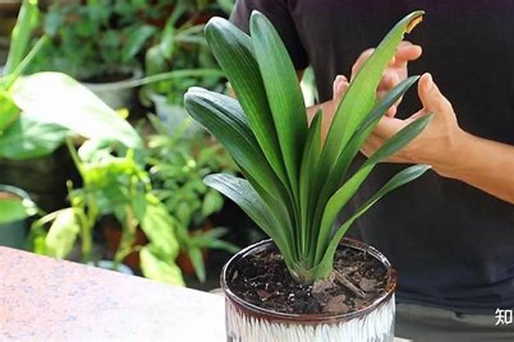 君子兰施肥氮磷钾的比例是多少