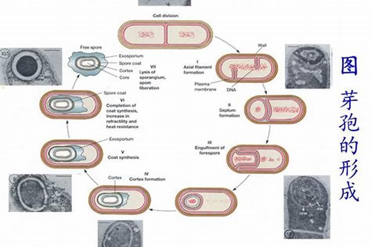 农用枯草芽孢杆菌可以跟化学农药混用吗