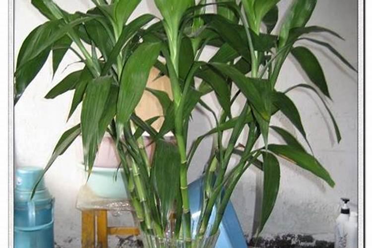 盆栽竹子怎么施肥