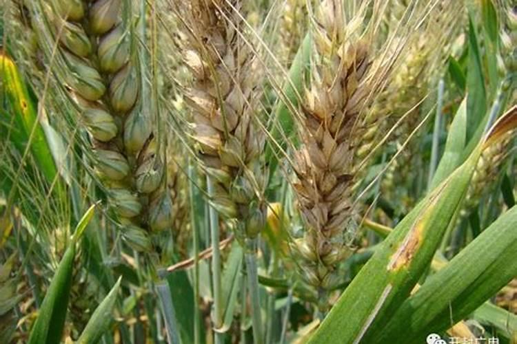 一般花草需要施什么肥最好  养花草用什么肥料好