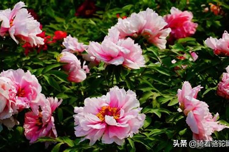 牡丹花用什么肥料好