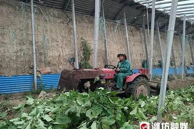 发酵花生枯水肥用糖好还是黄腐酸钾好