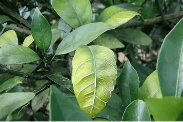 柑橘苗叶面肥施药方法