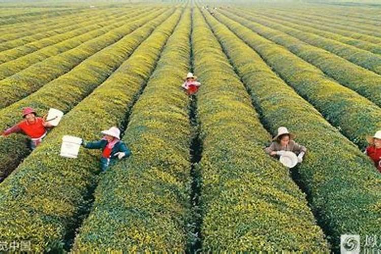 茶树怎样施肥才算合理？