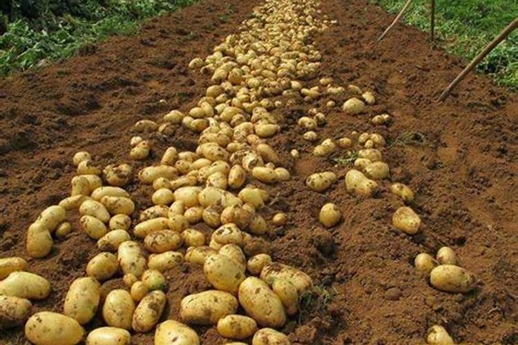 种一亩地土豆得多少钱: 种子需要多少钱 ,化肥需要多少钱,收益怎么样