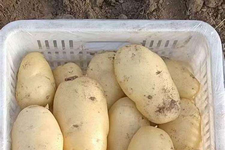 土豆施肥用什么肥料