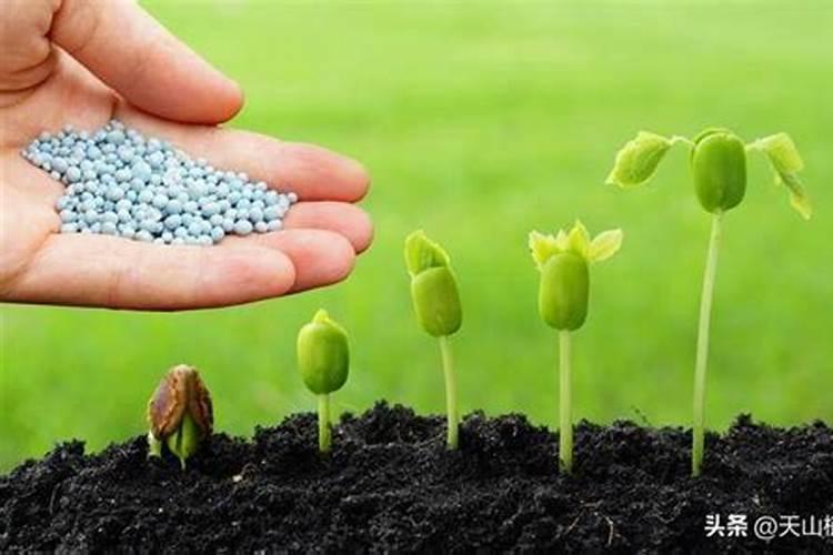 用于草莓的肥料选哪种比较好