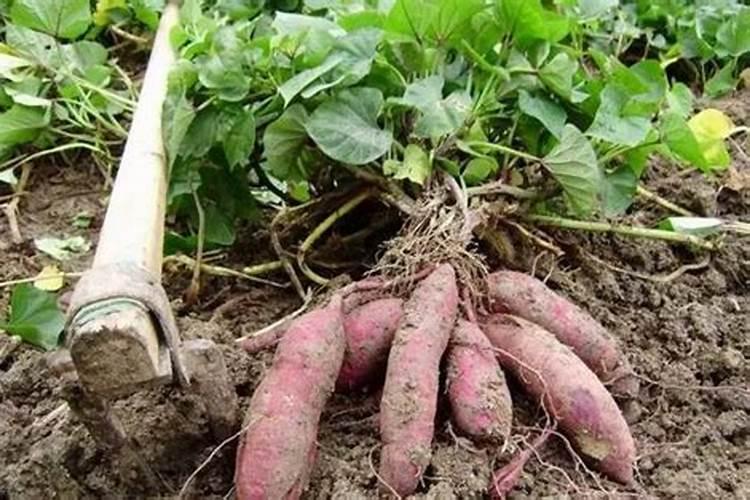 尼特利水草基肥会死鱼吗