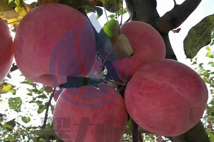 苹果用什么水溶肥好