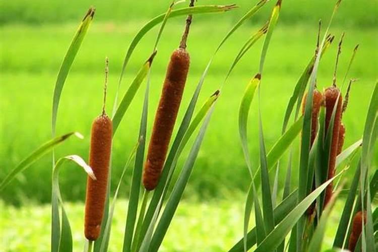 掺混肥十大排名