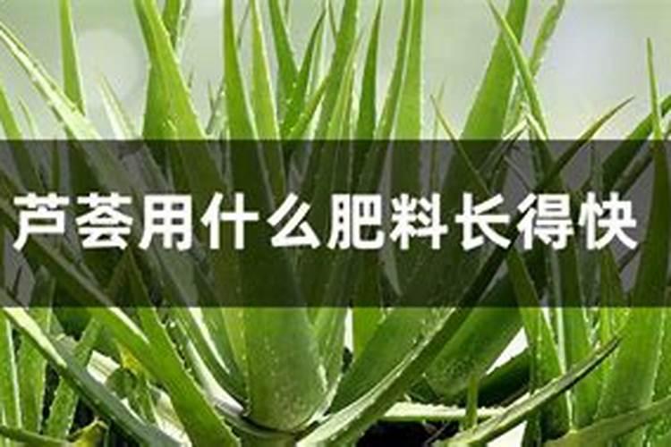 种芦荟浇什么肥料长的比较好