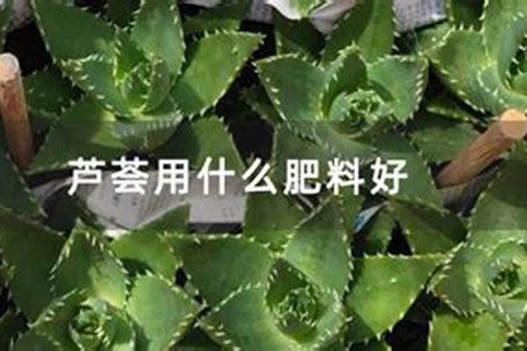 该怎么给芦荟施肥该施什么肥