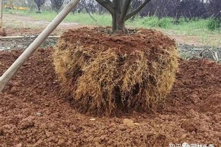 水稻根系的早衰要怎样用肥料改善？