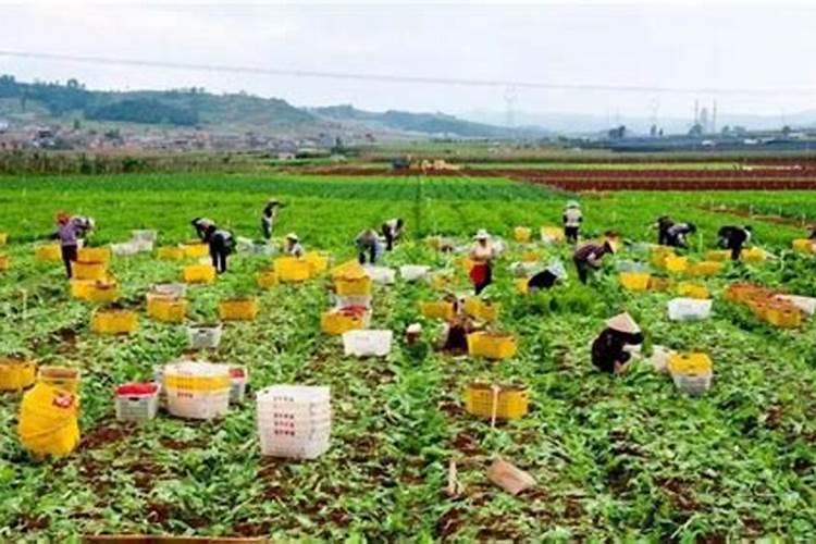 寿光出名的进口肥料名称