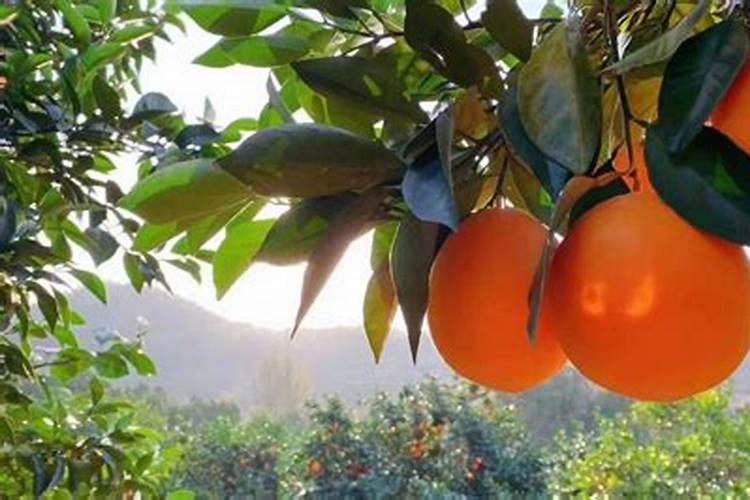一年树脐橙施肥方案 施什么肥效果好