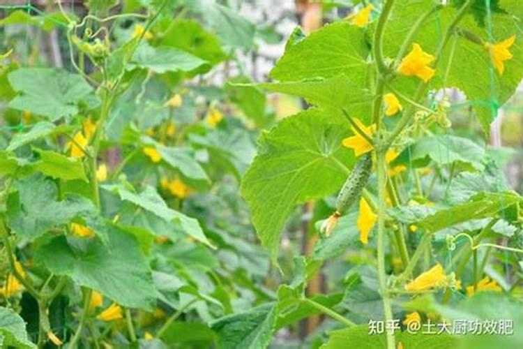 黄瓜只开花不结果不知道什么原因？