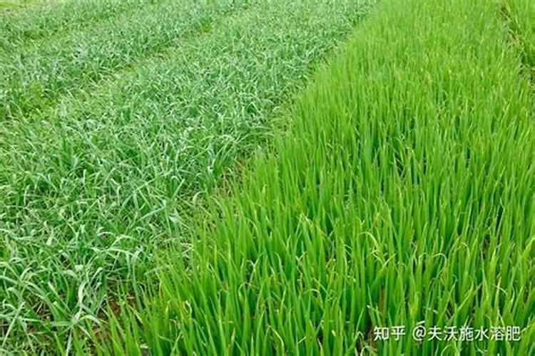 树叶烧成灰就是碱性钾肥,腐烂就变成了酸性肥料,这是为什么？