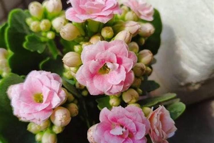 长寿花肥用什么合适,肥料制作与使用方法