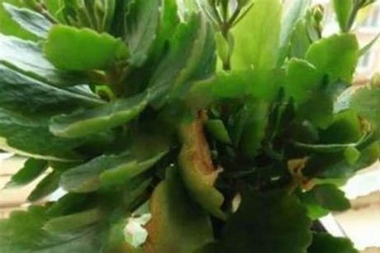 长寿花僵苗不长怎么办