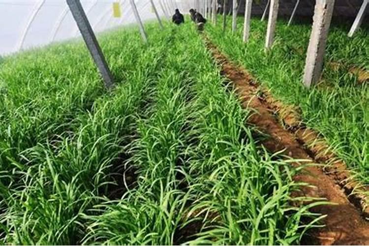 韭菜施肥方法和技术