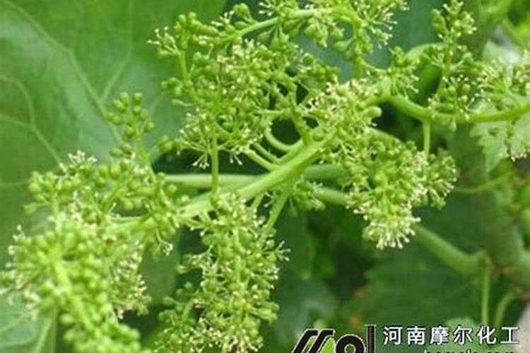 葡萄在第二次膨大期用301020水溶肥可以吗？