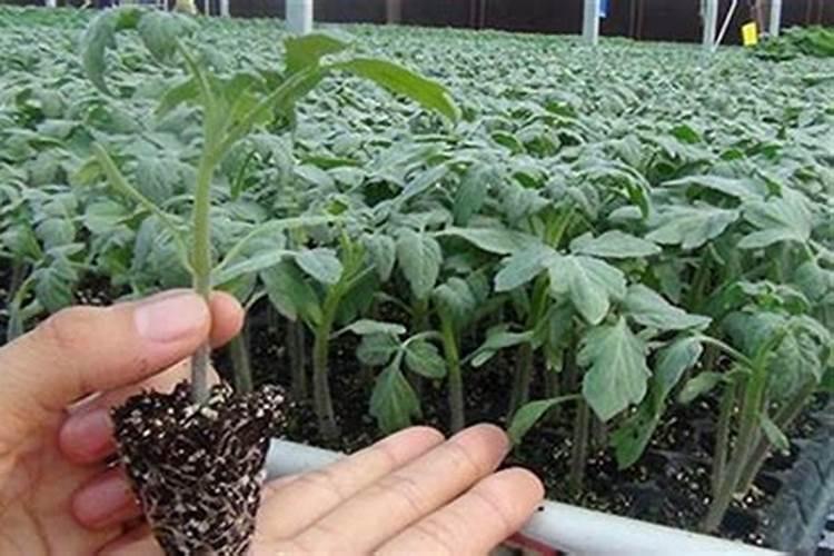 玉米矮壮素打后几小时下雨有效