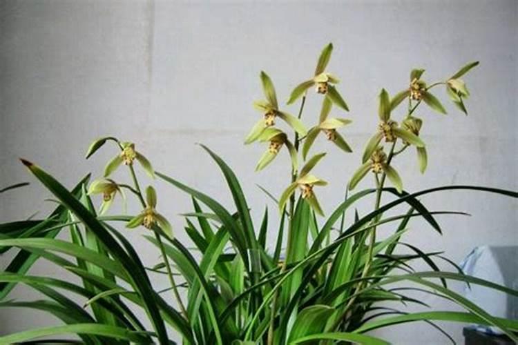 什么叫有机肥料