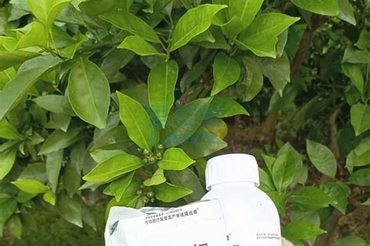 杨树用什么肥料好,什么时间用,如何用？