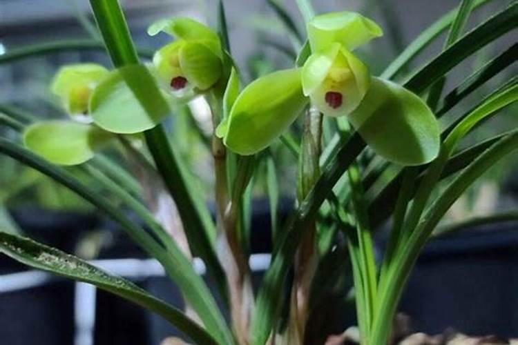 立春要不要给兰花施肥？