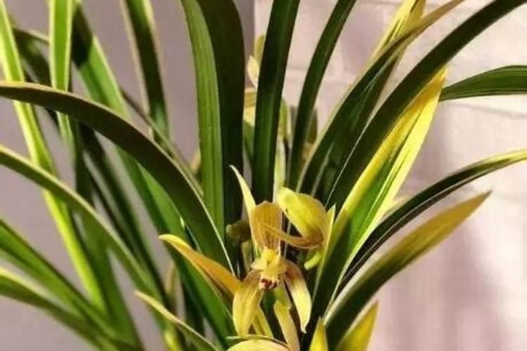 兰花的节气是什么？