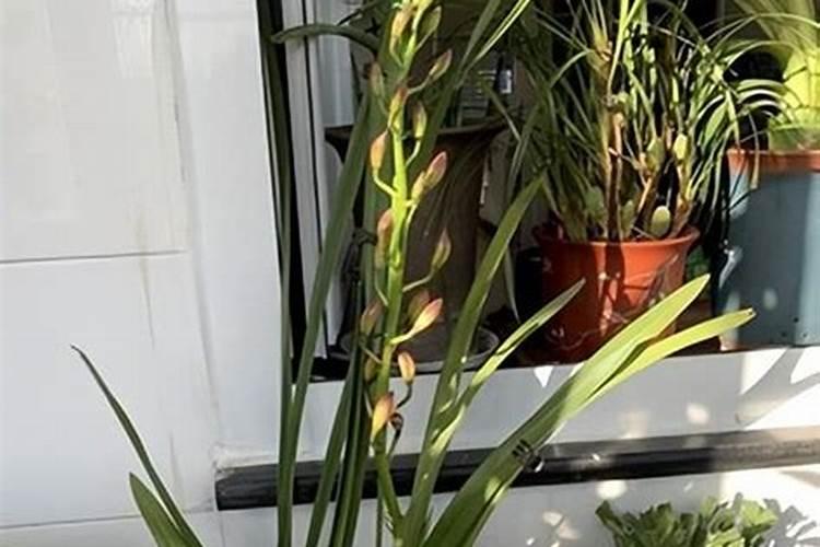 兰花什么时候施肥最好 兰花在每年春季的时候施肥最好对吗